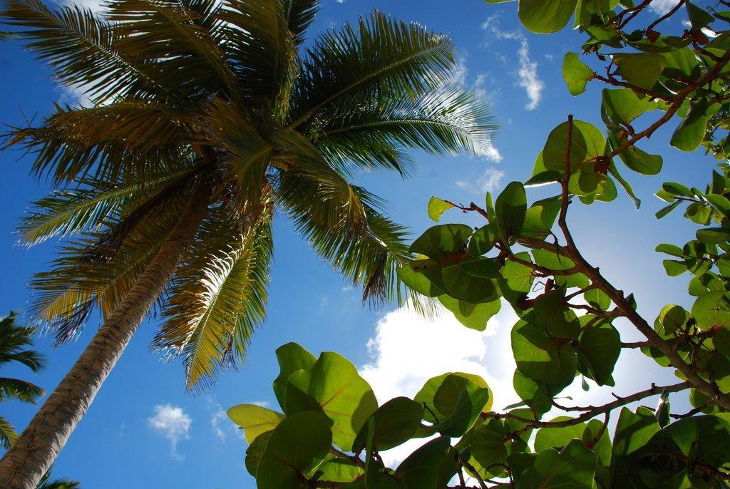 Saona Beach House - Bed And Breakfast Mano Juan Exteriör bild